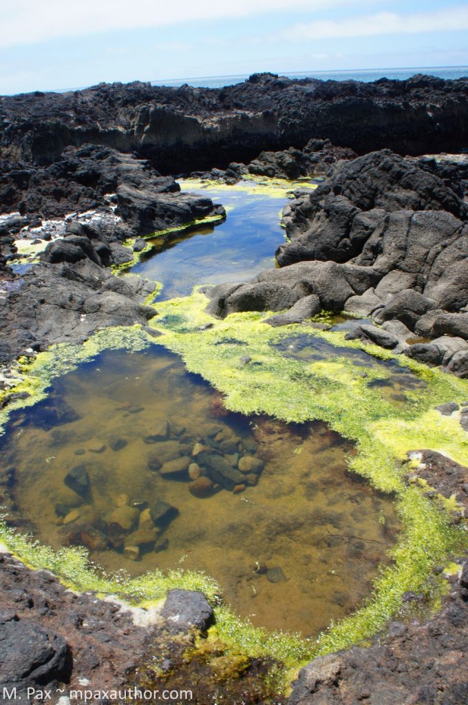 tide pools