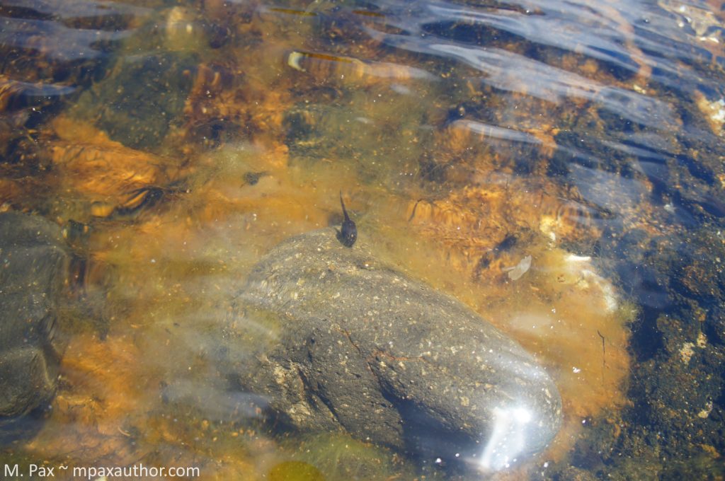 tide pools