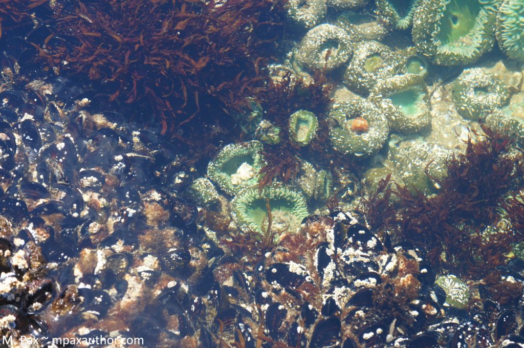 tide pools