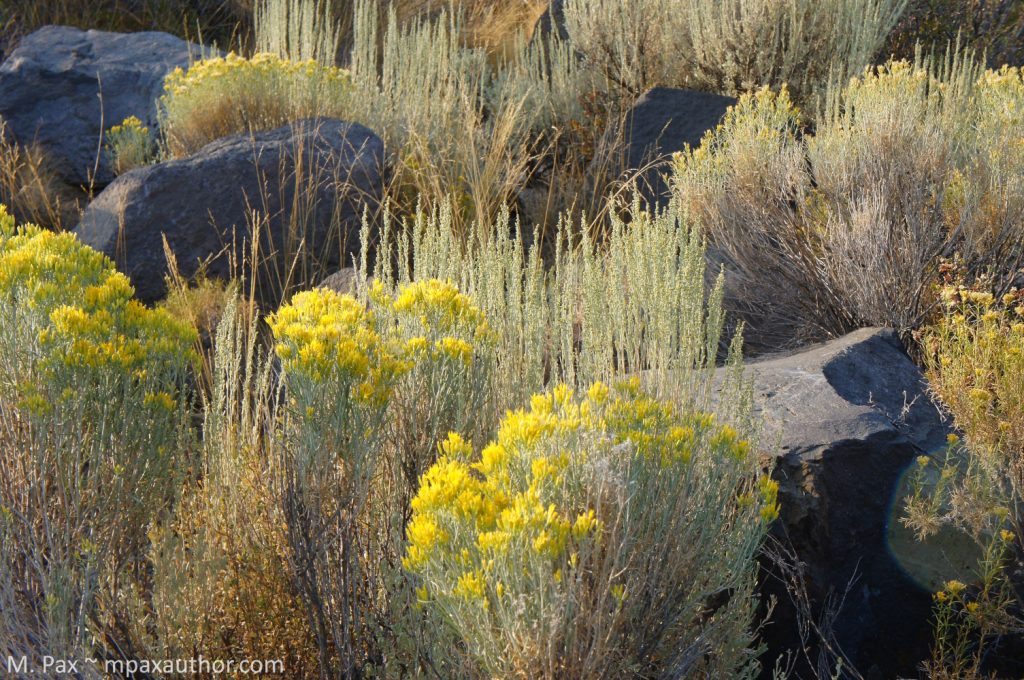 discover mysterious petroglyph cave